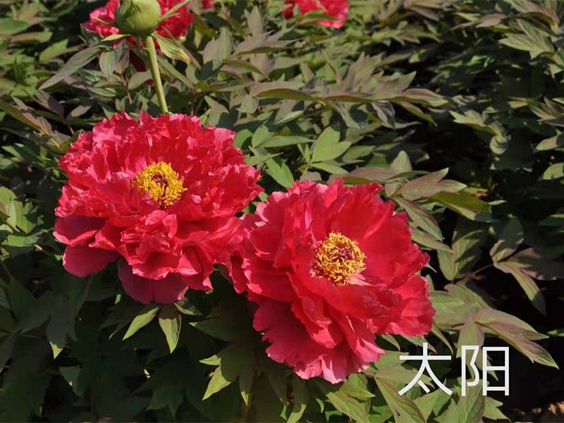 太陽(yáng)